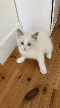 N.K 様のお迎えした子猫