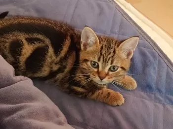 J.S 様のお迎えした子猫