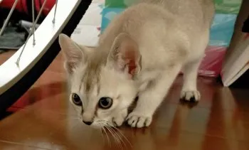 T.M 様のお迎えした子猫