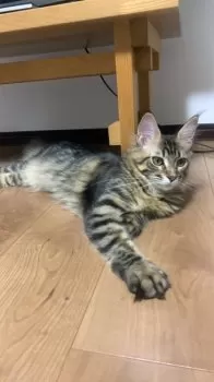 マク 様のお迎えした子猫