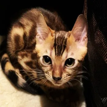 楕円球 様のお迎えした子猫
