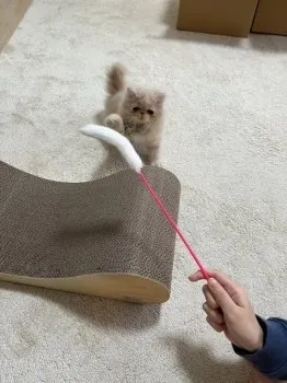 S.W 様のお迎えした子猫