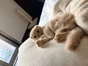 Y.T 様のお迎えした子猫