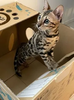 ほのか 様のお迎えした子猫