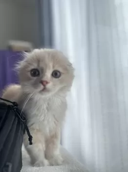 H.K 様のお迎えした子猫