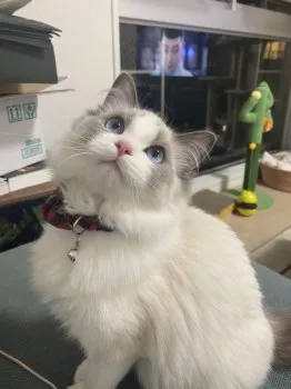 けいたん 様のお迎えした子猫
