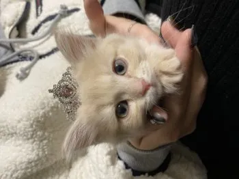 あおいまる 様のお迎えした子猫