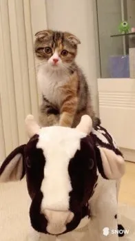 マロンのママ 様のお迎えした子猫