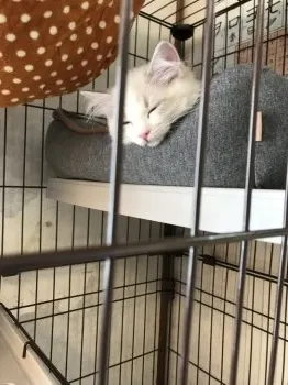 はなこ 様のお迎えした子猫