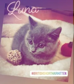 kazuaki.JAPAN 様のお迎えした子猫