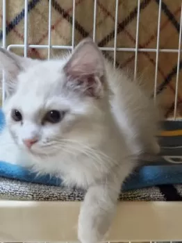 はと 様のお迎えした子猫