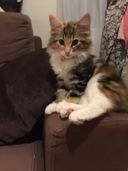 しょうこ 様のお迎えした子猫