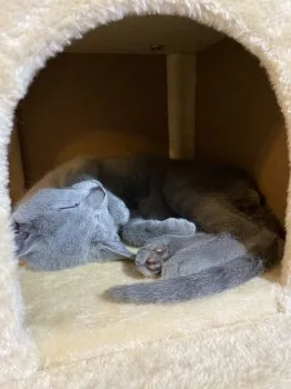 せいぽん 様のお迎えした子猫