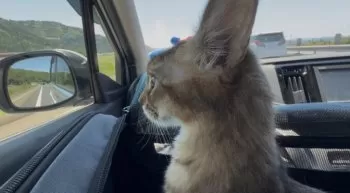 N 様のお迎えした子猫