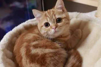 ☆ナオナナ☆ 様のお迎えした子猫