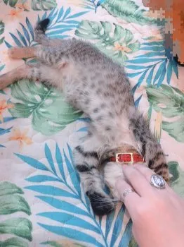 ☆あかり 様のお迎えした子猫