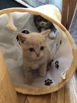 ふぅ&まろママ 様のお迎えした子猫