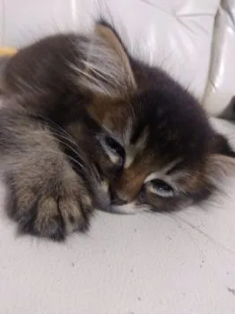 moukun 様のお迎えした子猫