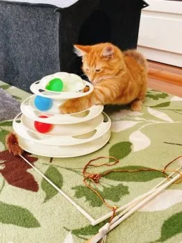 マサ 様のお迎えした子猫