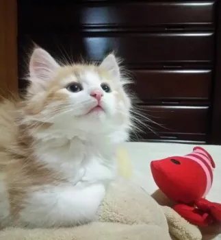 さき 様のお迎えした子猫