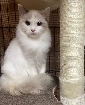 るりかママ 様のお迎えした子猫