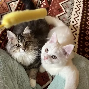 いち 様のお迎えした子猫