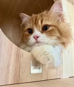Y.K 様のお迎えした子猫