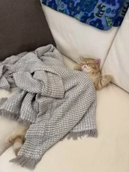 K 様のお迎えした子猫