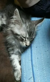 KJ 様のお迎えした子猫