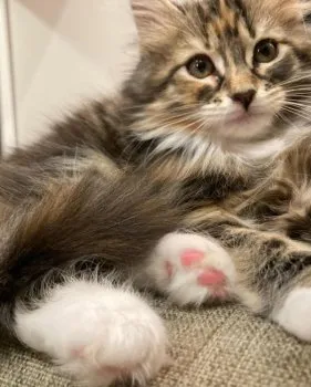 s.h 様のお迎えした子猫