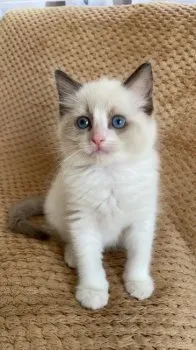 T.M 様のお迎えした子猫