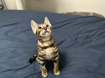 R.N 様のお迎えした子猫