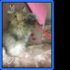 ポコにゃん🐾 様のお迎えした子猫