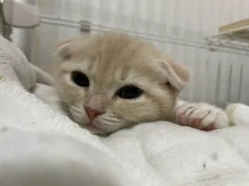 おさとうせんせい 様のお迎えした子猫