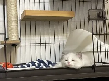 M.I 様のお迎えした子猫