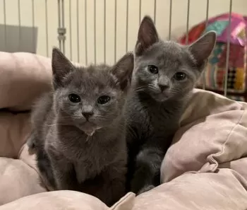 A.T.B 様のお迎えした子猫