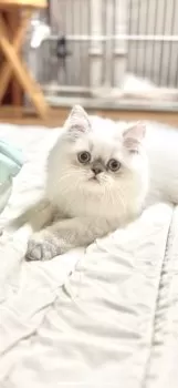 Mamy 様のお迎えした子猫