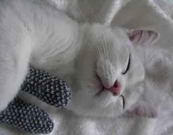 猫丸 様のお迎えした子猫