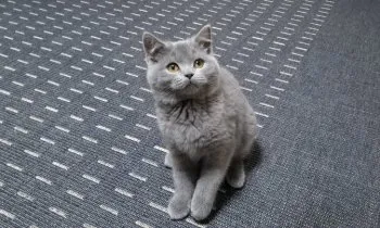 Hiro 様のお迎えした子猫