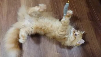 AK 様のお迎えした子猫