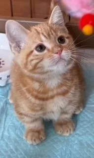M.T 様のお迎えした子猫
