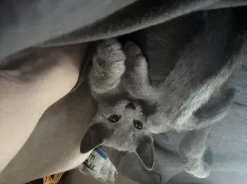 R.O 様のお迎えした子猫