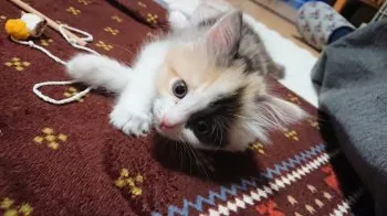 銀太郎 様のお迎えした子猫