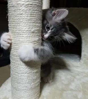 K.O 様のお迎えした子猫