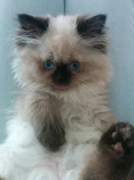 ぐりぐり 様のお迎えした子猫