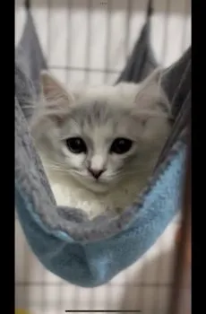 A.H 様のお迎えした子猫