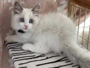 C.M 様のお迎えした子猫