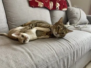 REI 様のお迎えした子猫