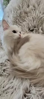 C.Y 様のお迎えした子猫