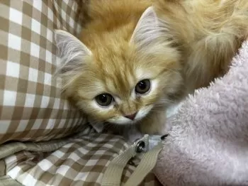 れれ 様のお迎えした子猫